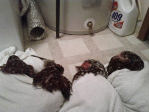 how-to-bathe-a-chicken